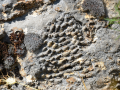 Coralli Fossili di Monte Spina Puci